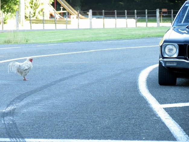 O privire asupra chicken road demo